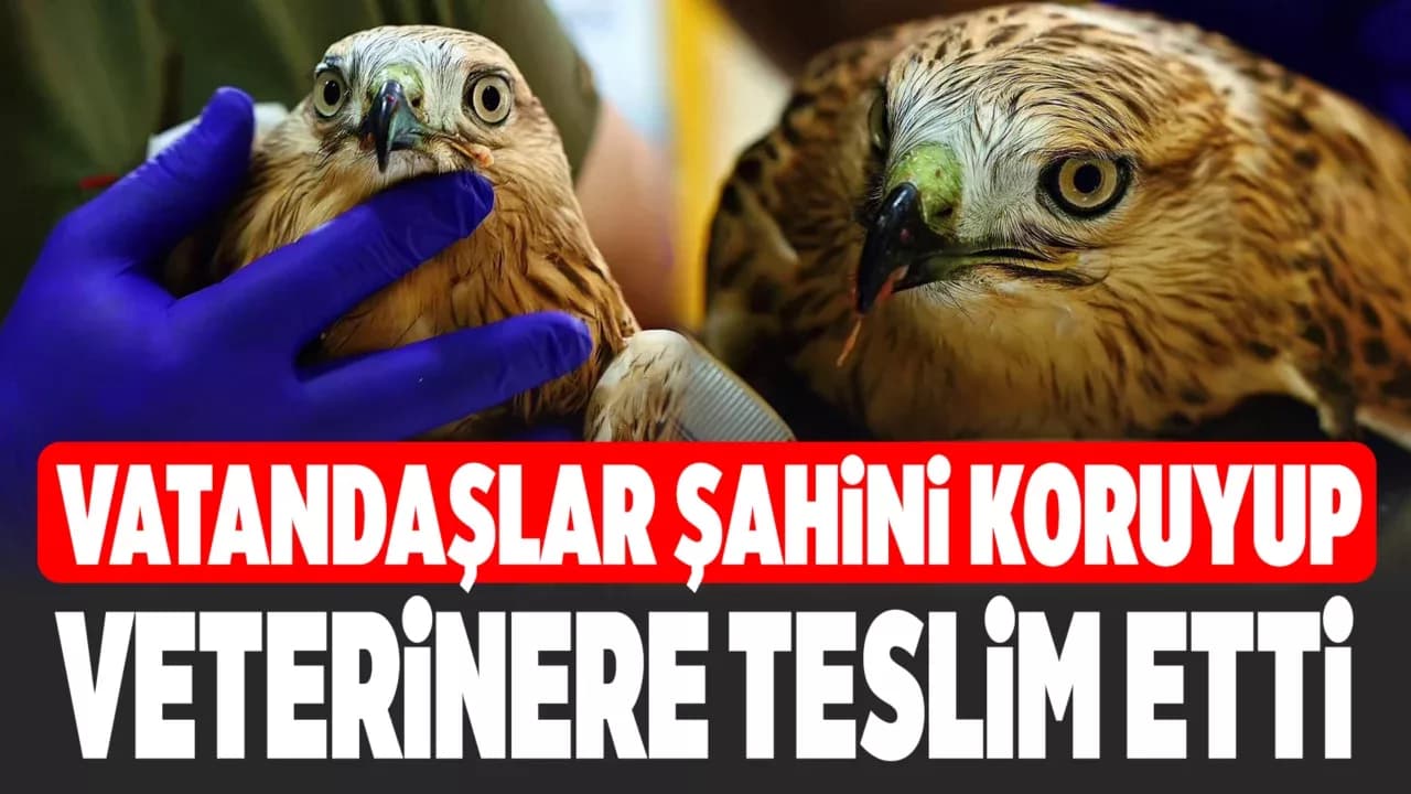 Karabük'te bitkin halde bulunan şahin tedavi ediliyor