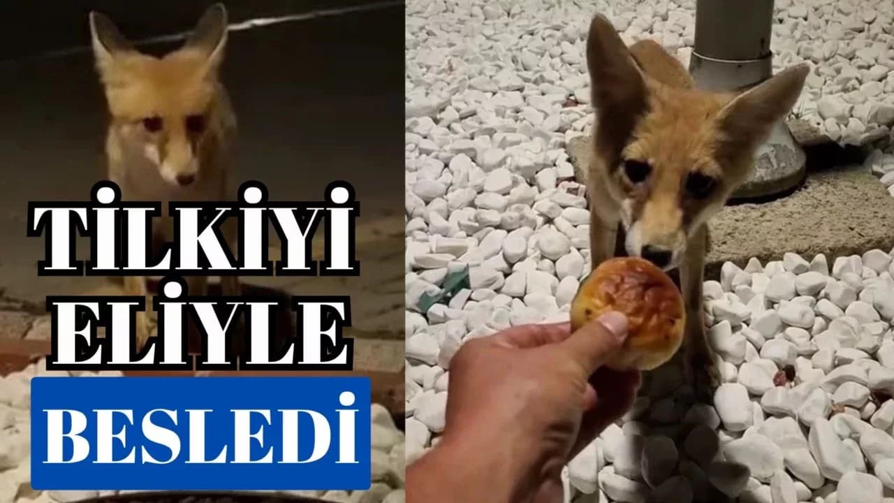 Karabük'te Aç Kalan Tilkiyi Eliyle Besledi