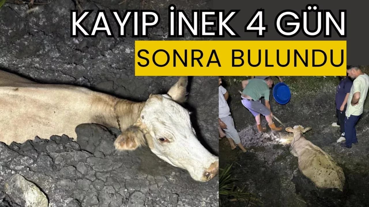 Kayıp İnek 4 Gün Sonra Bulundu