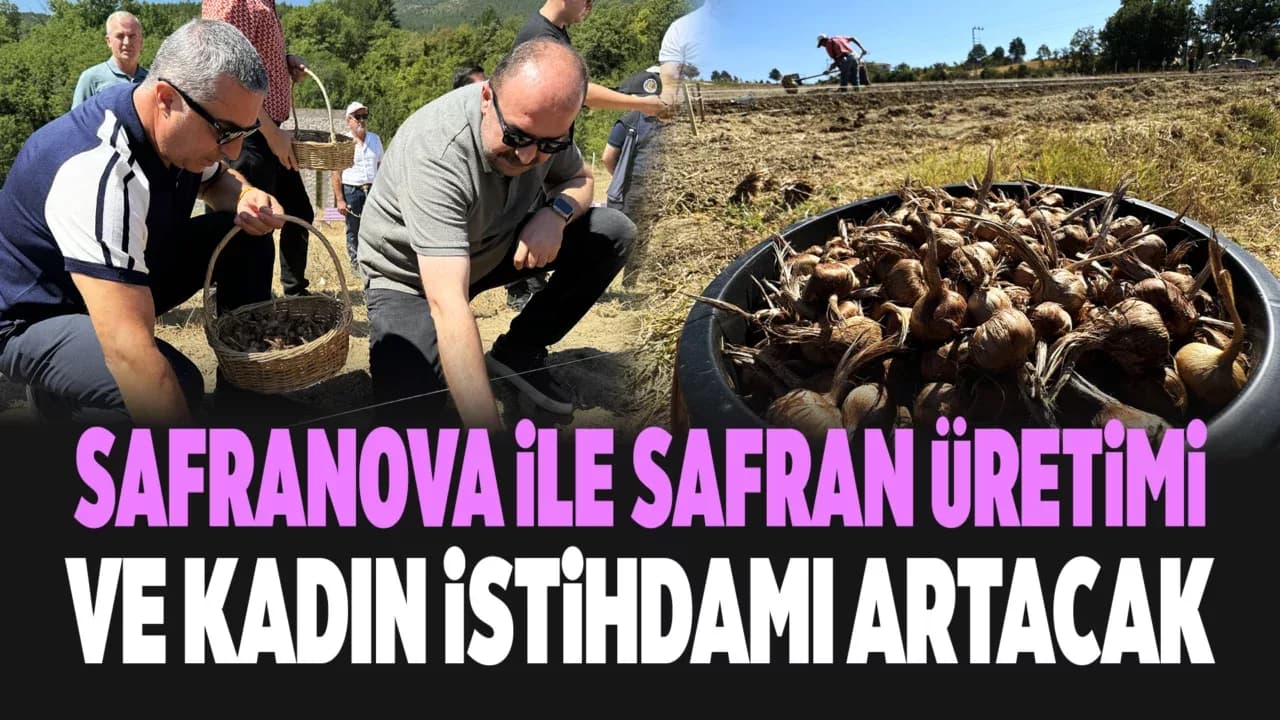 Dünyanın en pahallı baharatı Safran toprakla buluşuyor