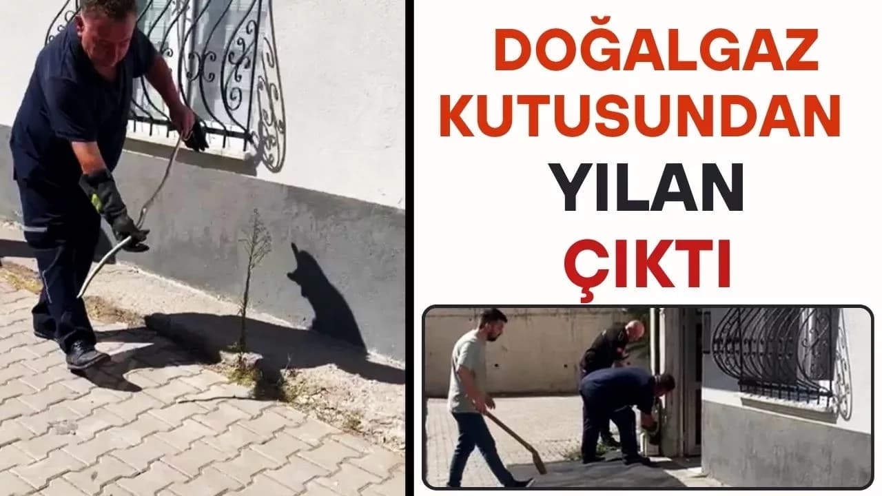 Karabük'te Doğalgaz Kutusuna Giren Yılan Yakalandı