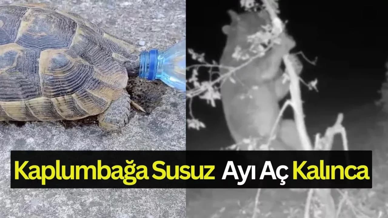 Ayı Girdiği Bahçede Meyve İçin Ağacı Talan Etti