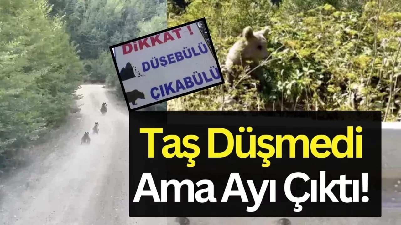 Seyir halindeki aracın önüne çıkan ayı ve yavruları kamerada