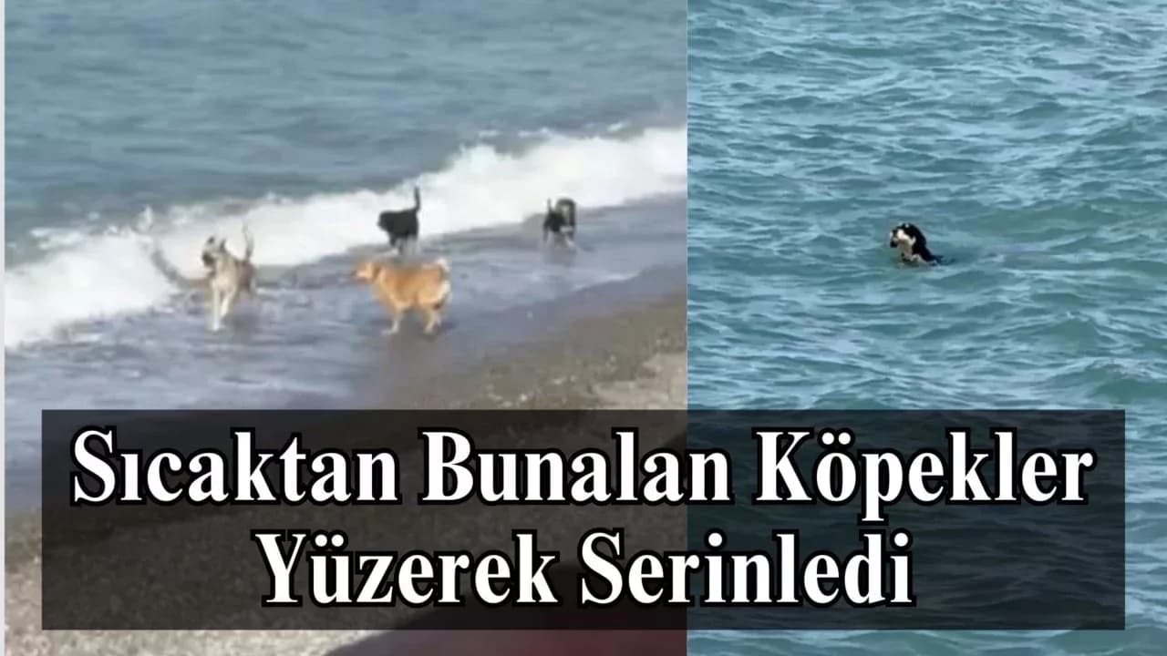 Sıcaktan Bunalan Köpekler Yüzerek Serinledi