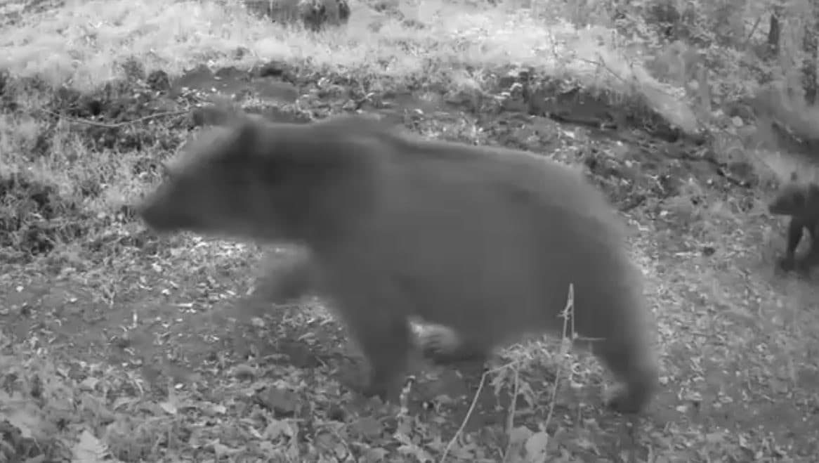 Bolu’da anne ayı ve 3 yavrusu görüntülendi