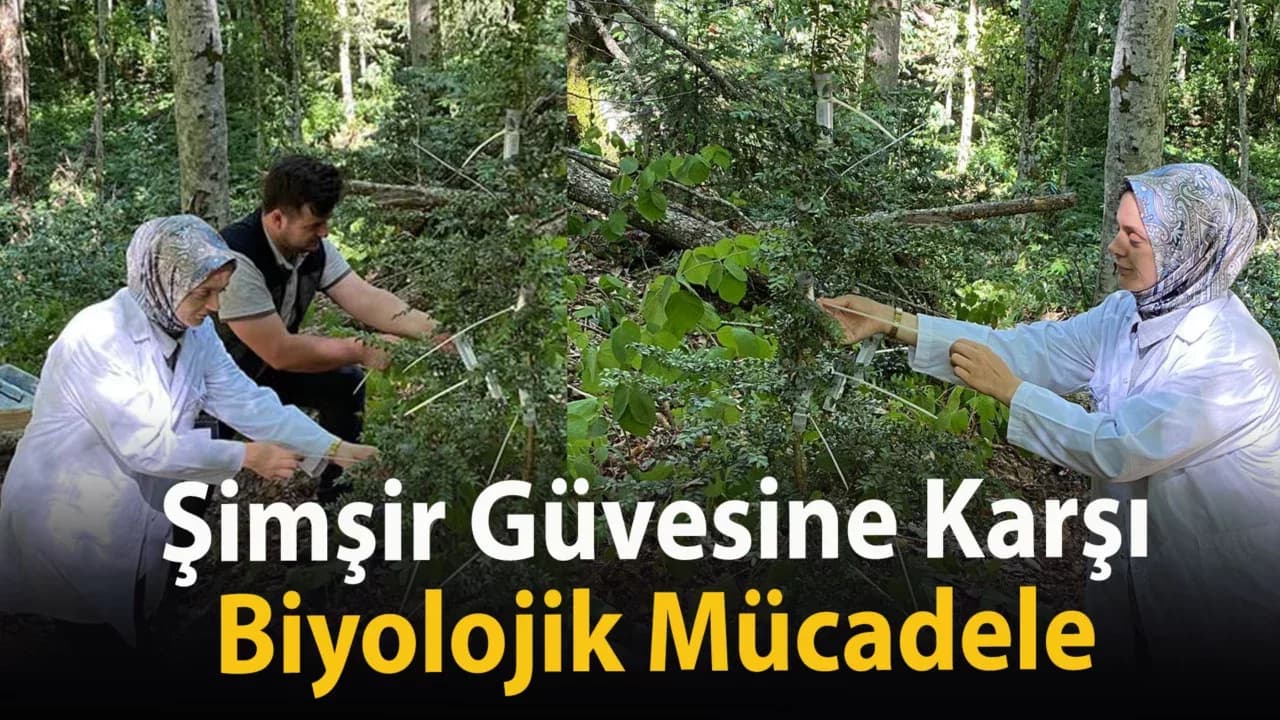 Şimşir Güvesine Karşı Biyolojik Mücadele