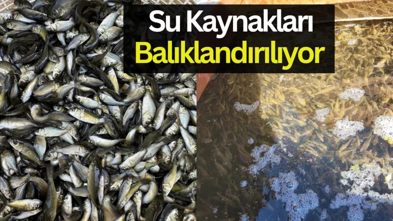 Bolu'da üretilen yavru sazanlar Türkiye'nin dört bir yanına gönderildi
