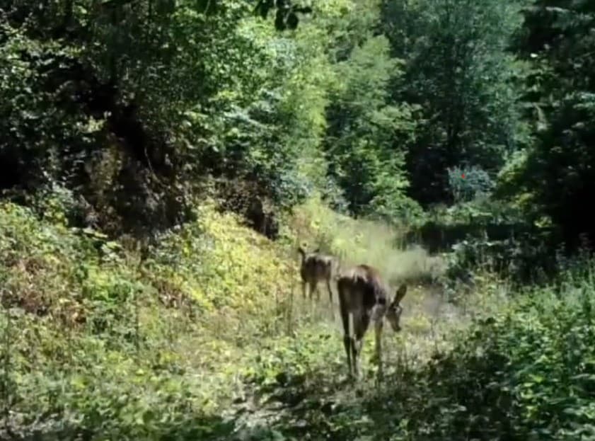 Bolu’da nadir görülen kızıl geyikler görüntülendi