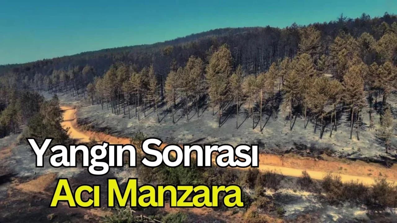 Karabük'teki orman yangınında geriye acı manzara kaldı