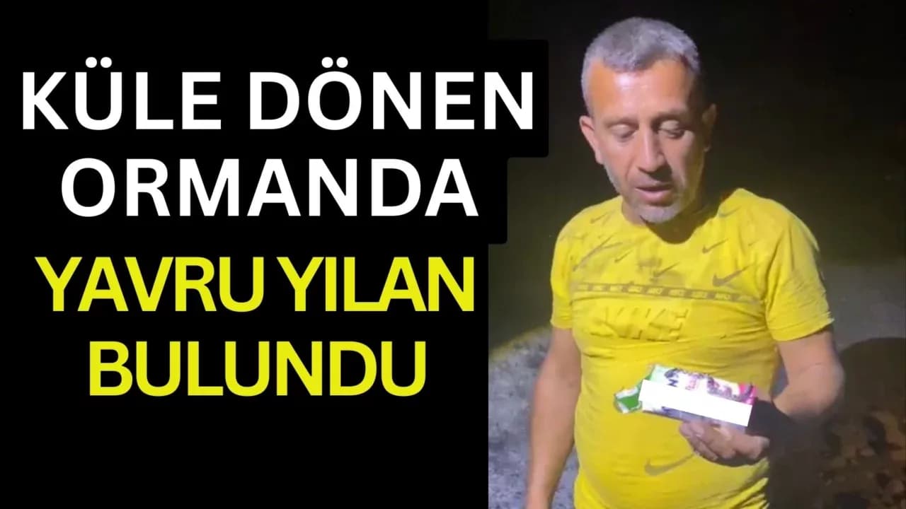 Kastamonu'da küle dönen ormanda sağ bulunan yavru yılan görenleri şaşırttı