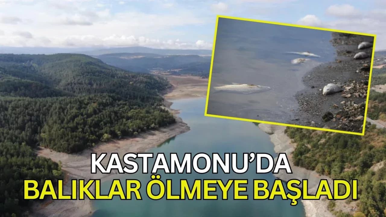 Kastamonu'da su seviyesi düşen barajda ölen balıklar kıyıya vurdu