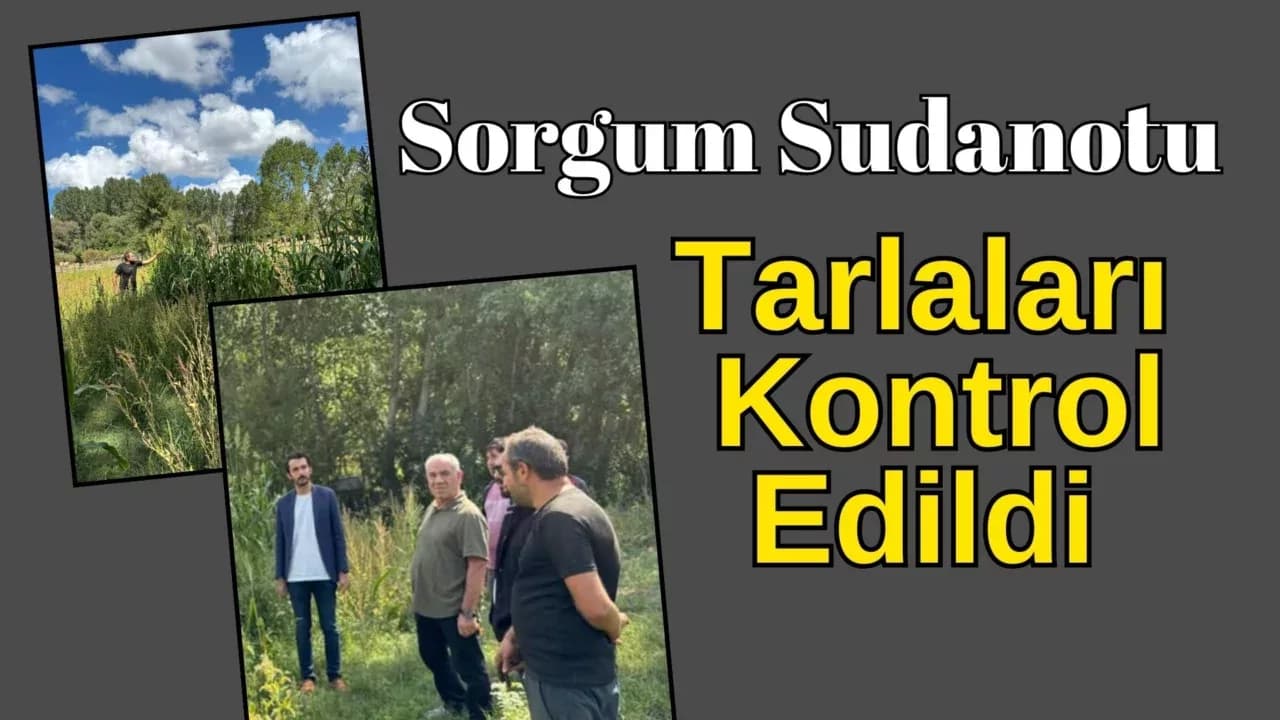 Eflani'de Sorgum Sudanotu Gelişim Kontrolü Yapıldı
