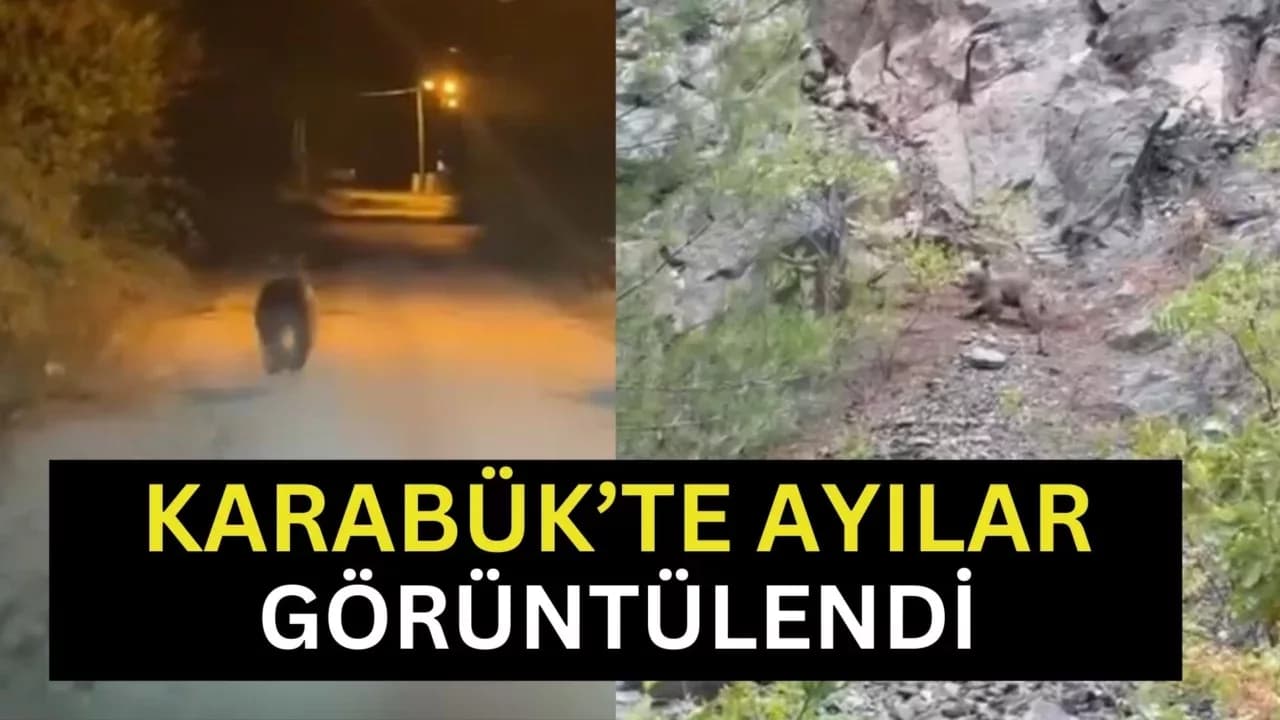 Karabük'te ayılar cep telefonu kamerasıyla görüntülendi