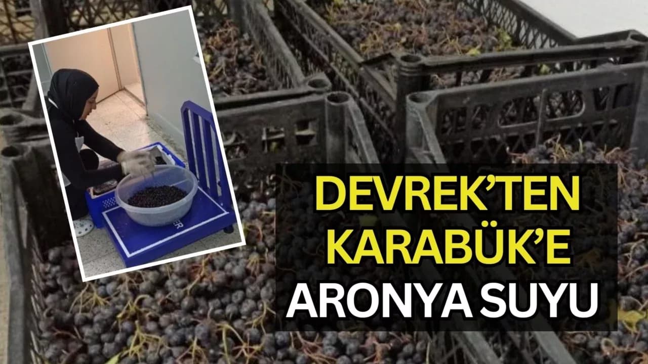 Devrek'te üretilen aronya meyve suyu büyük ilgi görüyor