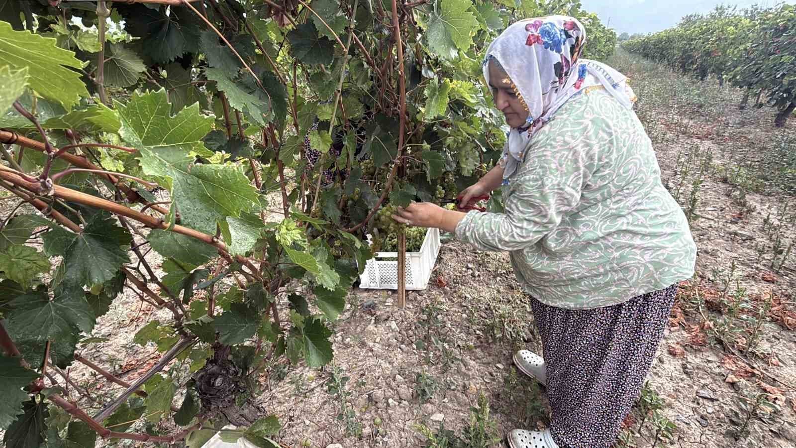 Narince üzümünü de don vurdu, rekolte yüzde 80 düştü
