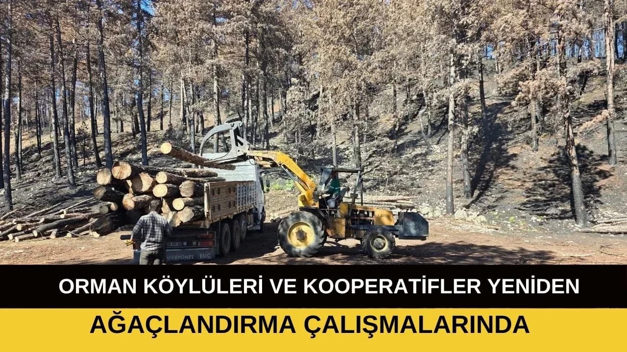 Ovacık'ta, Yanan Ormanlar Küllerinden Doğacak