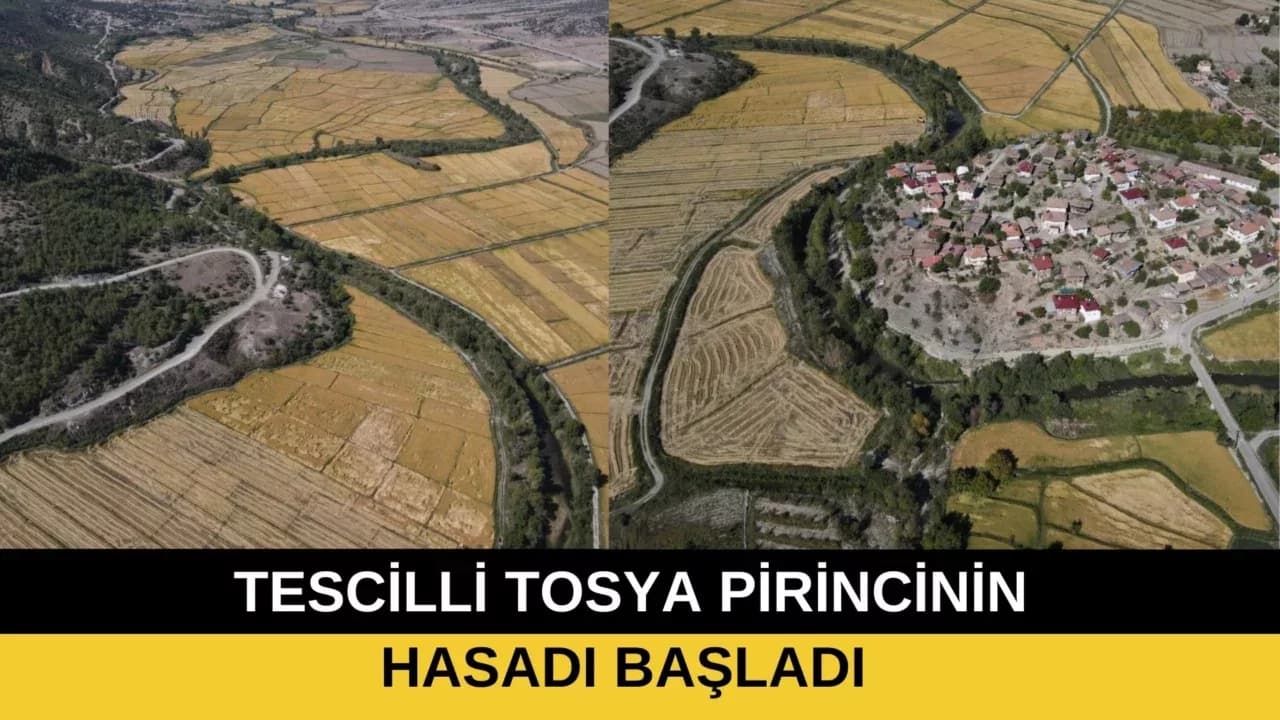 TESCİLLİ TOSYA PİRİNCİNİN HASADI BAŞLADI