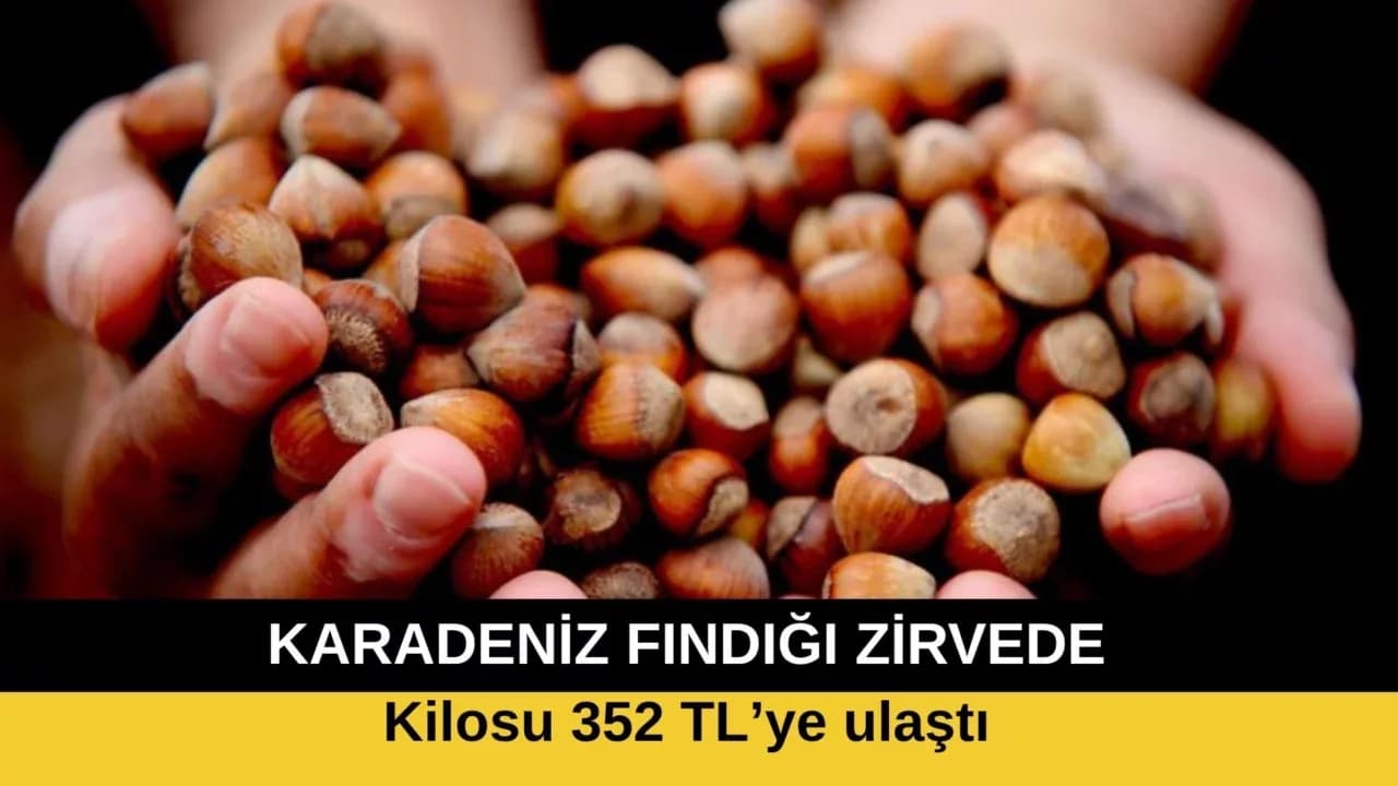 Giresun fındığı zirvede: Kilosu 352 TL’ye ulaştı