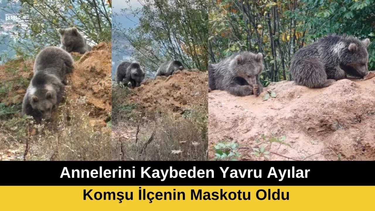 Annelerini Kaybeden Yavru Ayılar, İlçenin Maskotu Oldu