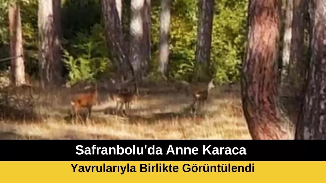 Safranbolu'da Anne Karaca ve Yavruları Görüntülendi