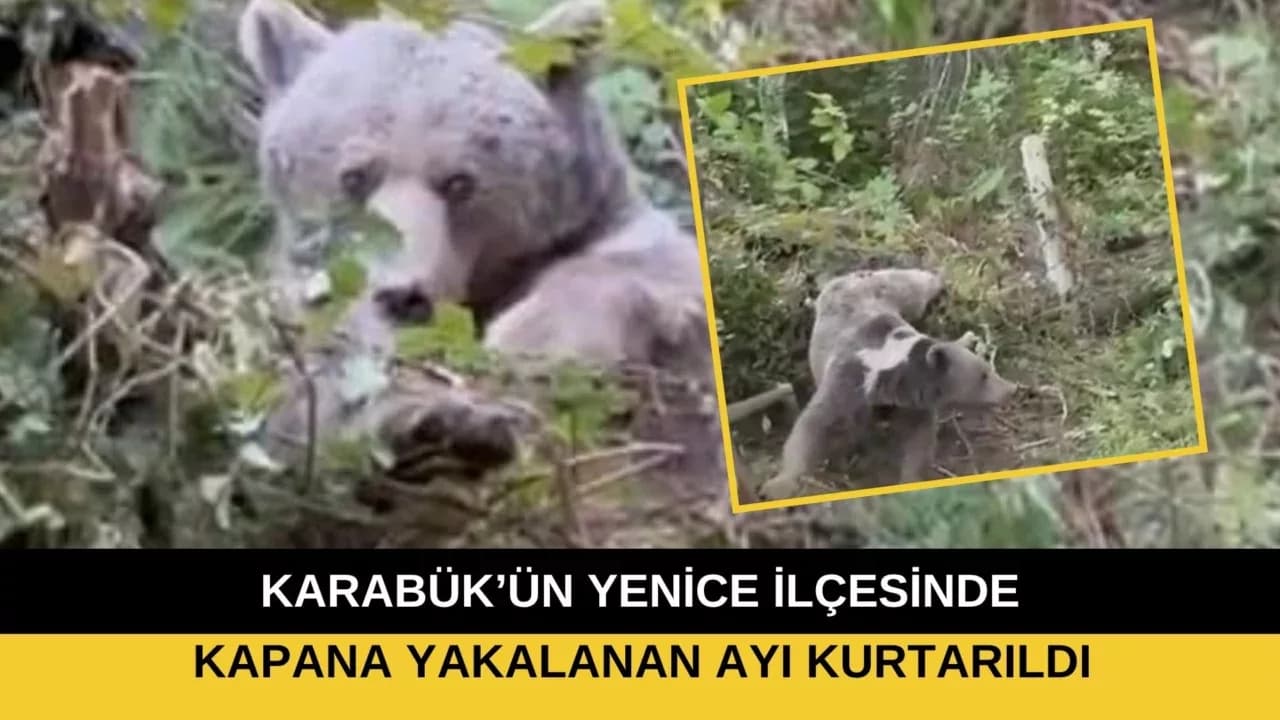 Karabük'te Kapana Yakalanan Ayı Kurtarıldı
