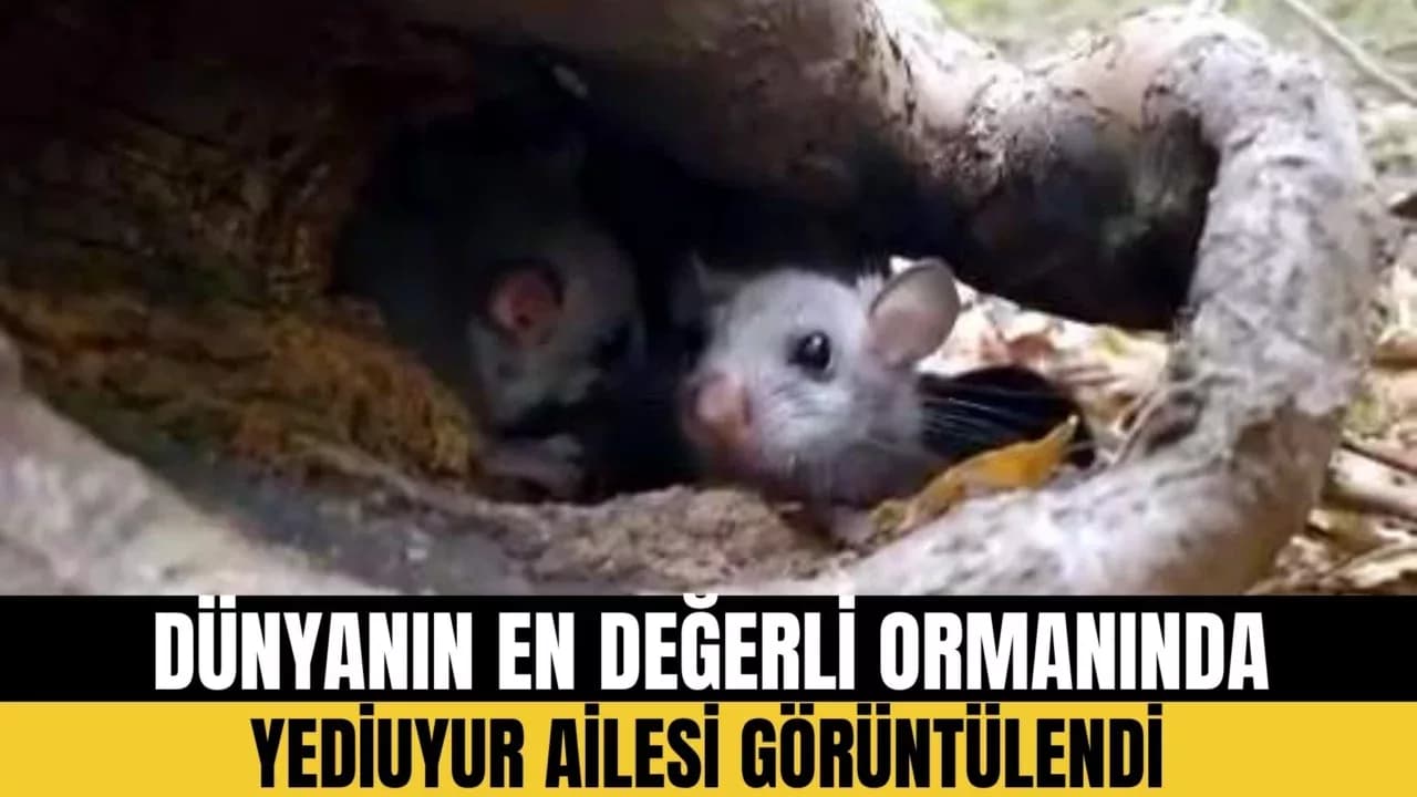 YENİCE ORMANLARINDA 'YEDİUYUR' YAVRULARI GÖRÜLDÜ