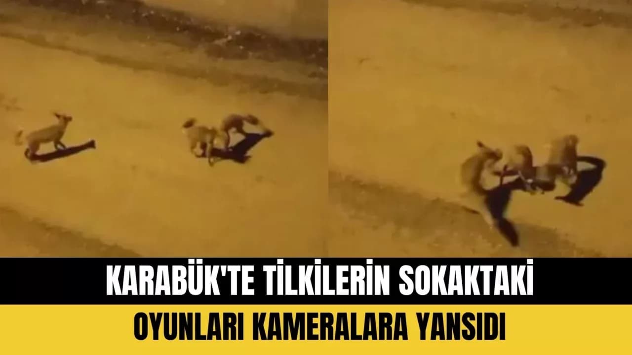 Karabük'te tilkilerin sokaktaki oyunları kameralara yansıdı