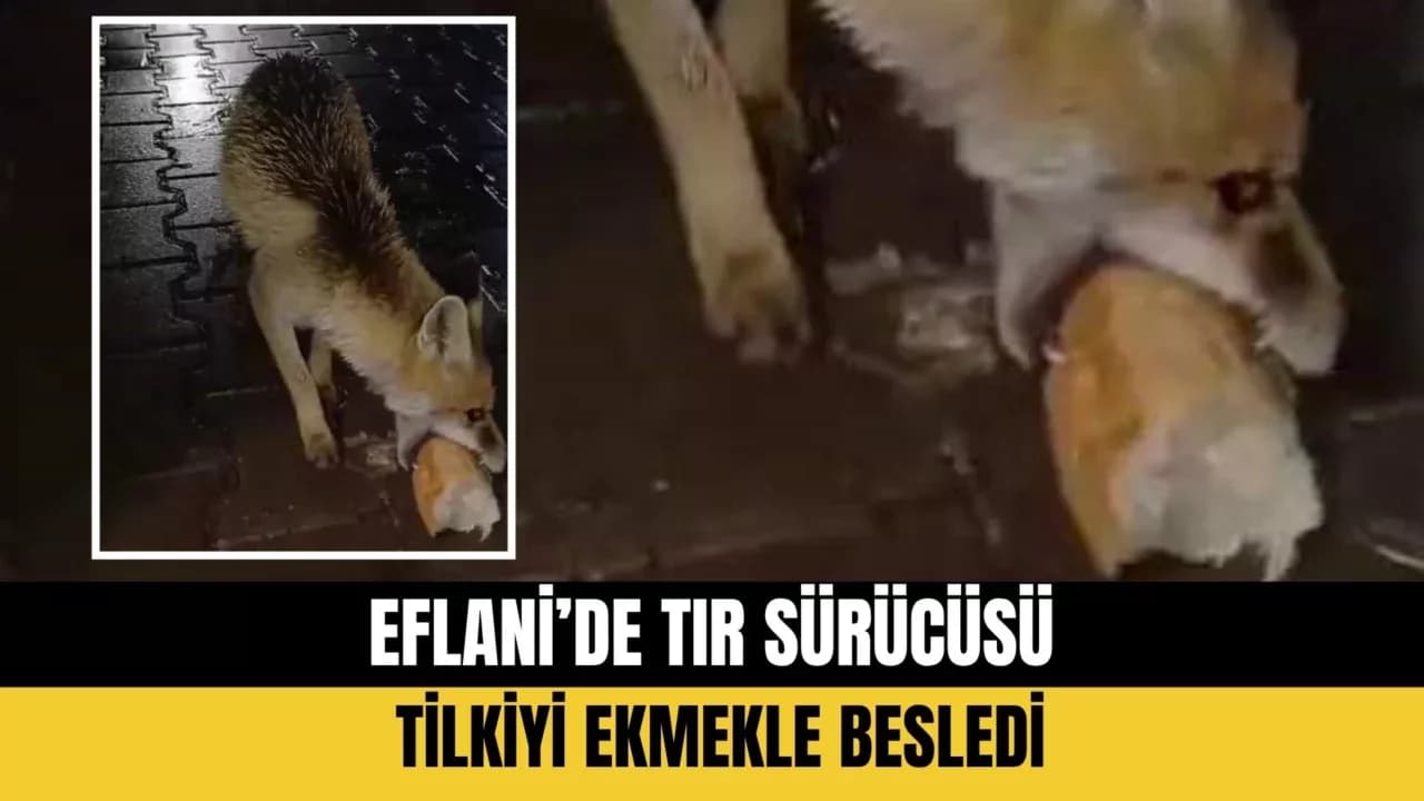 Karabük’te tır sürücüsü tilkiyi ekmekle besledi