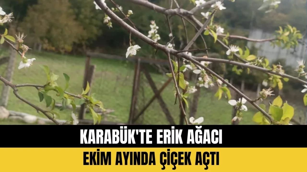 Karabük'te Erik Ağacı Ekim Ayında Çiçek Açtı