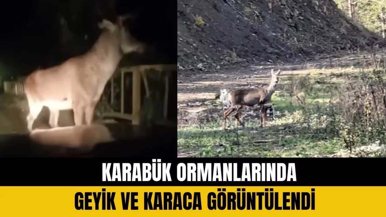 Karabük ormanlarında erkek geyik ve karaca görüntülendi