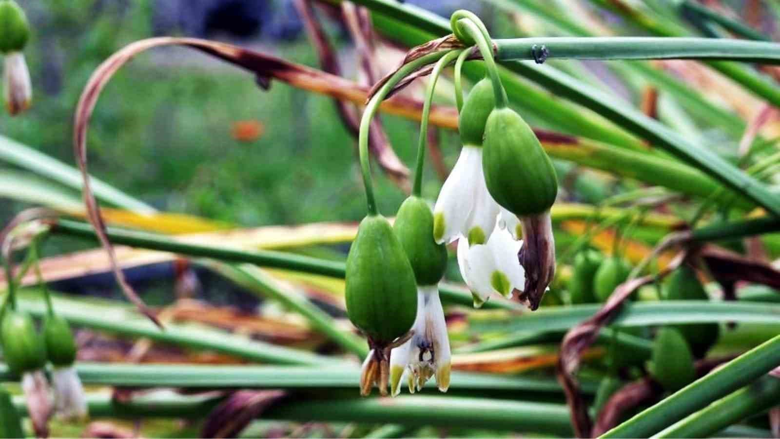 Tıbbi ve aromatik bitki üretiminden 1,2 milyon TL gelir