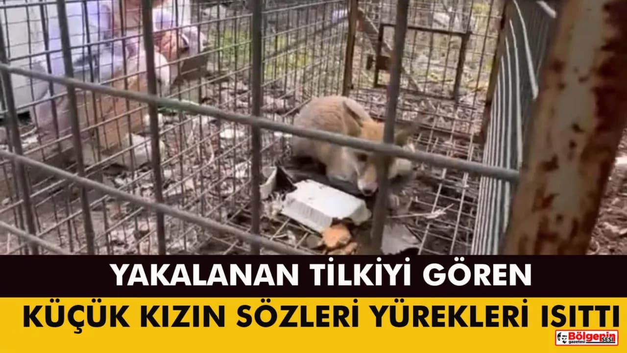 Yakalanan Tilkiyi Gören Küçük Kızın Sözleri Yürekleri Isıttı