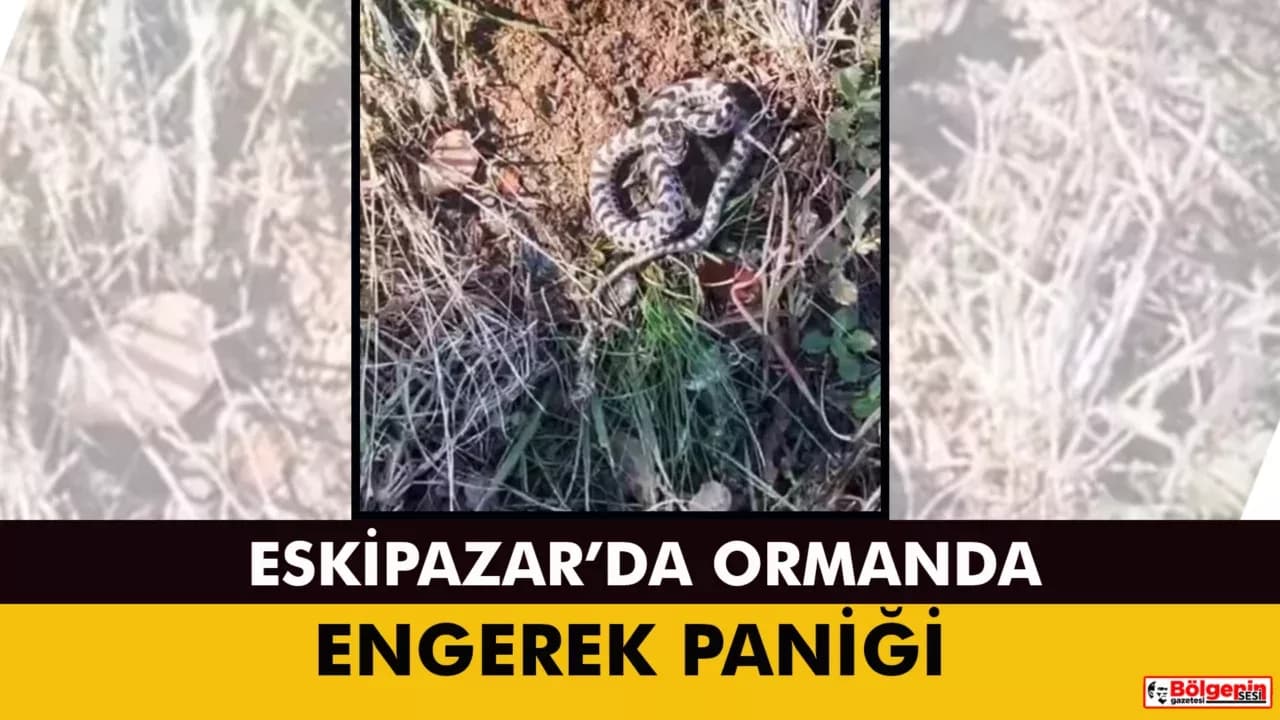 Mantar ararken dünyanın en zehirli yılanlarından engerekle karşılaştı