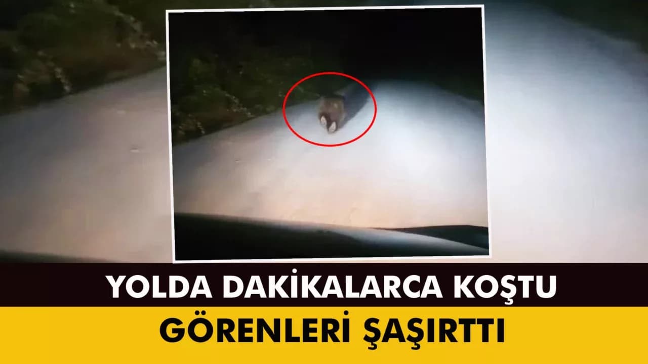 Karabük'te yolda koşan ayı kamerada
