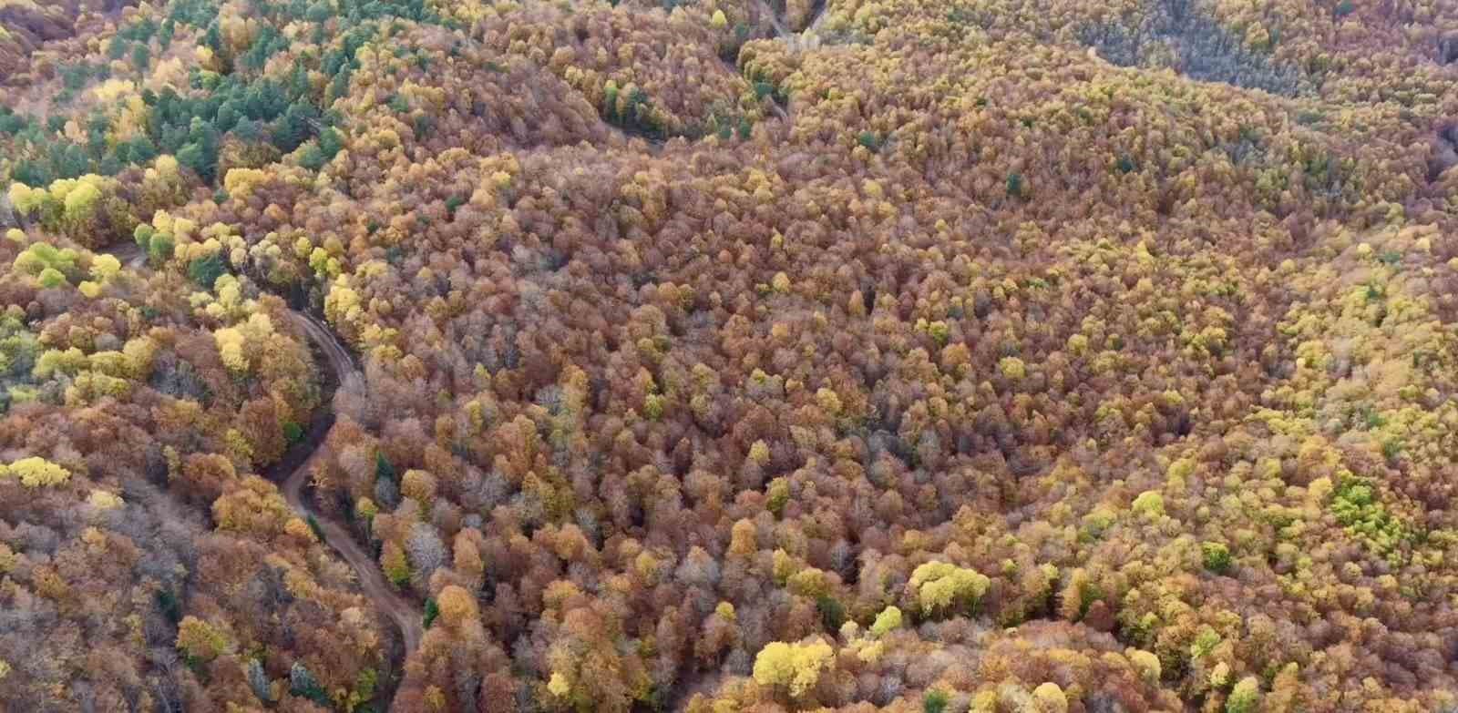 Bolu’da ormanlık alanlarda sonbahar güzelliği