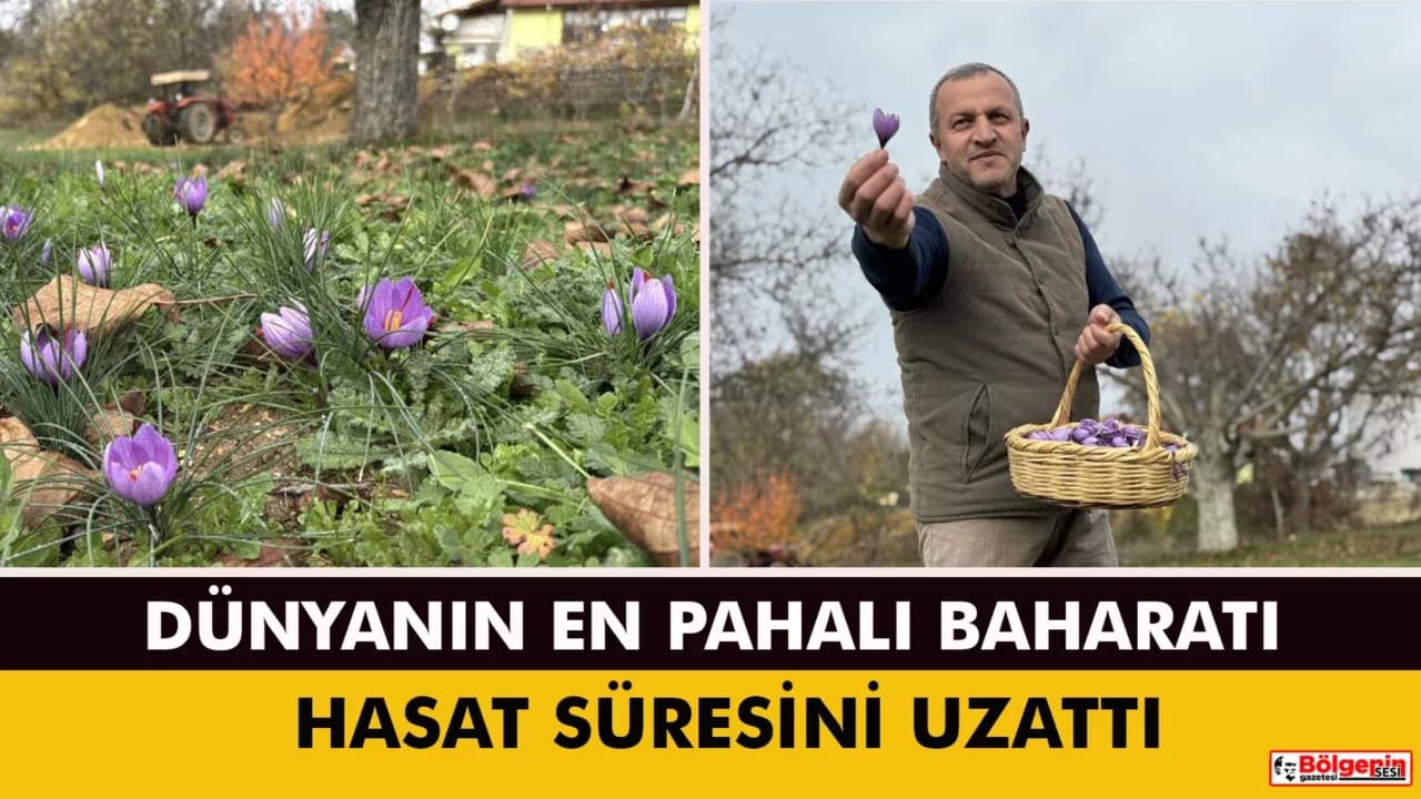 Soğuk ve yağışlı hava ‘dünyanın en pahalı baharatı'nda hasat süresini uzattı