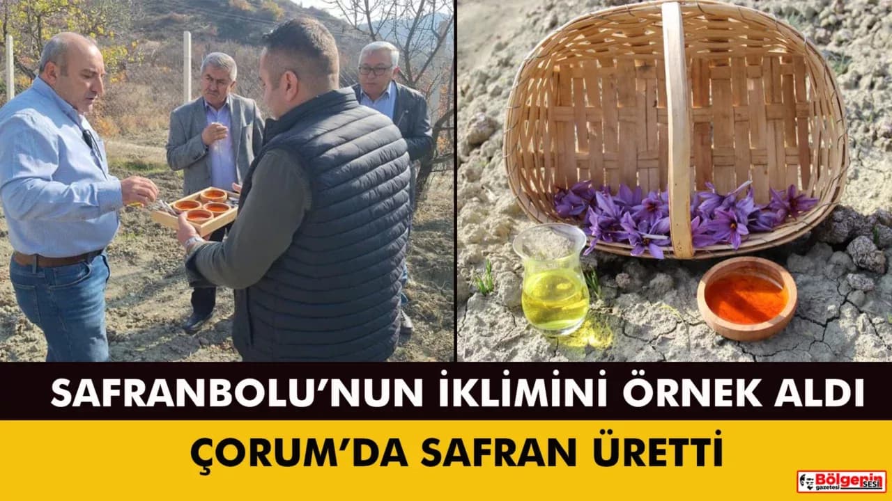 Denemek için ekti, 250 metrekarelik tarlasında dünyanın en pahalı baharatını yetiştirdi