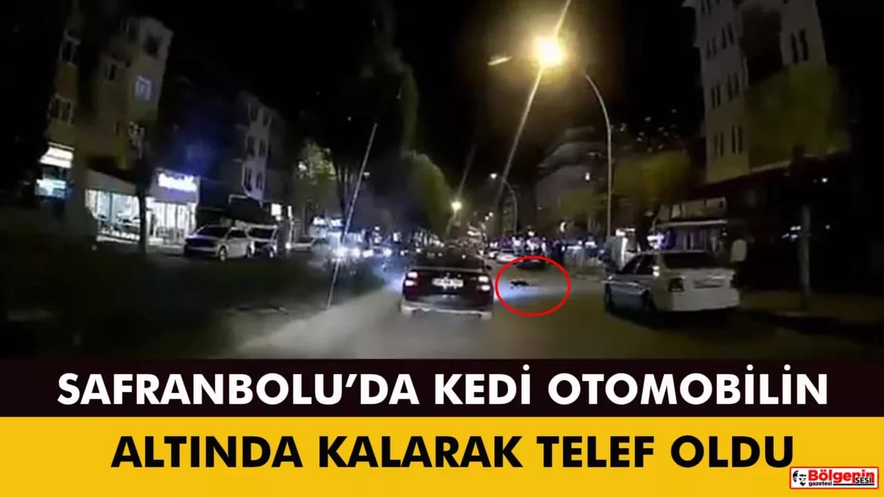 Otomobilin altında kalan kedi telef oldu