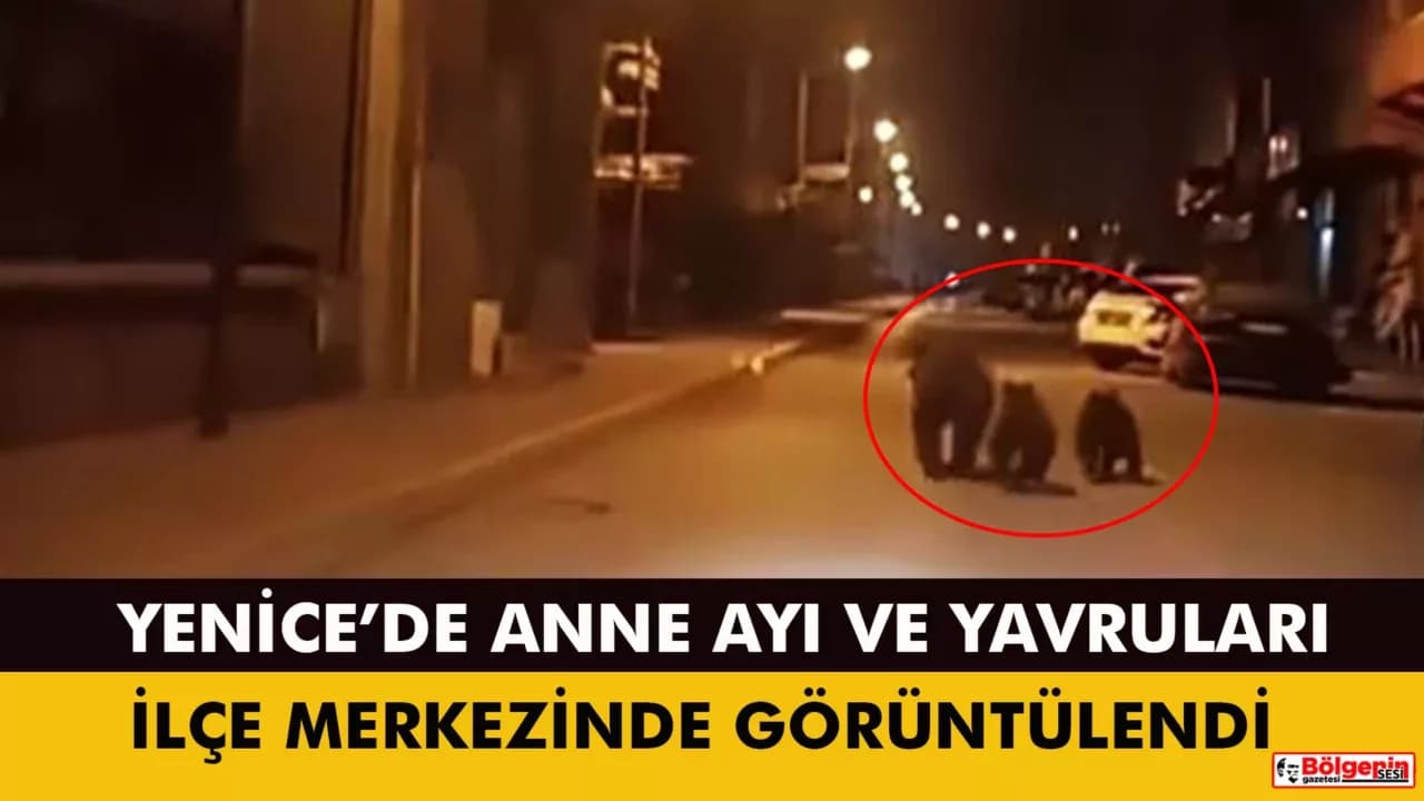 Anne ayı ve yavruları ilçe merkezine indi
