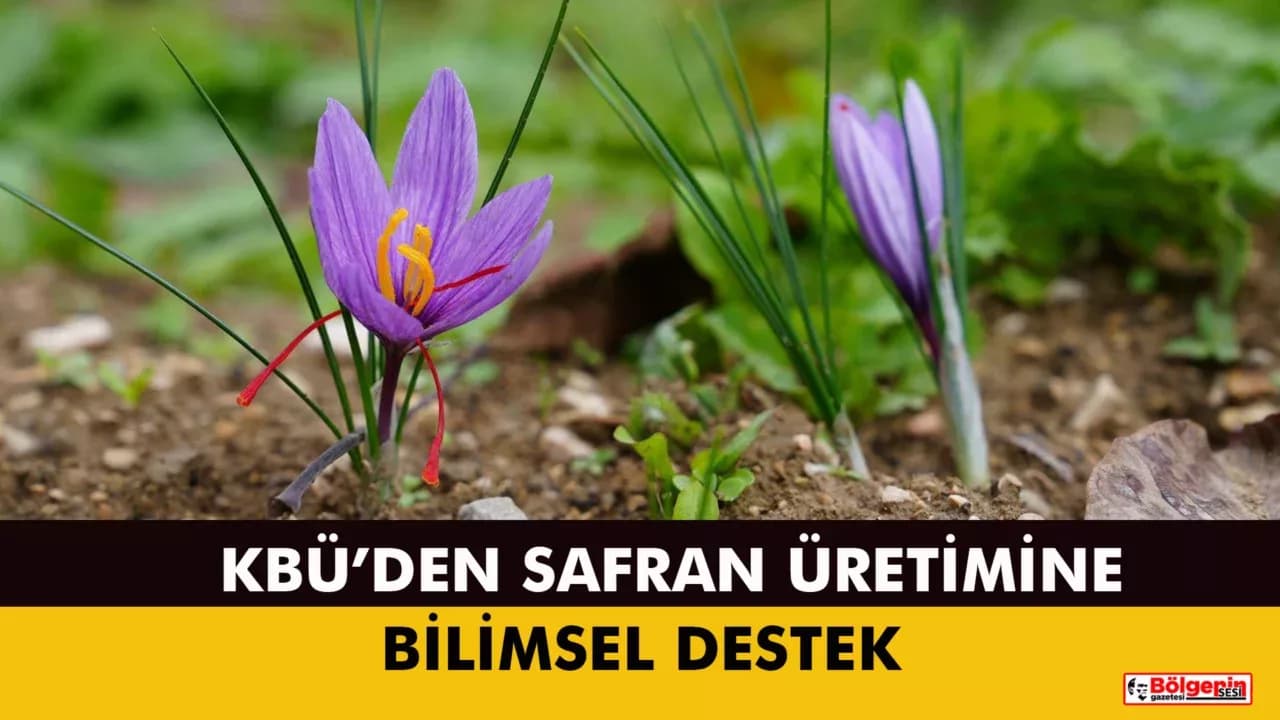 KBÜ'nün Bilimsel Desteğiyle Safranın Geleceği Şekilleniyor