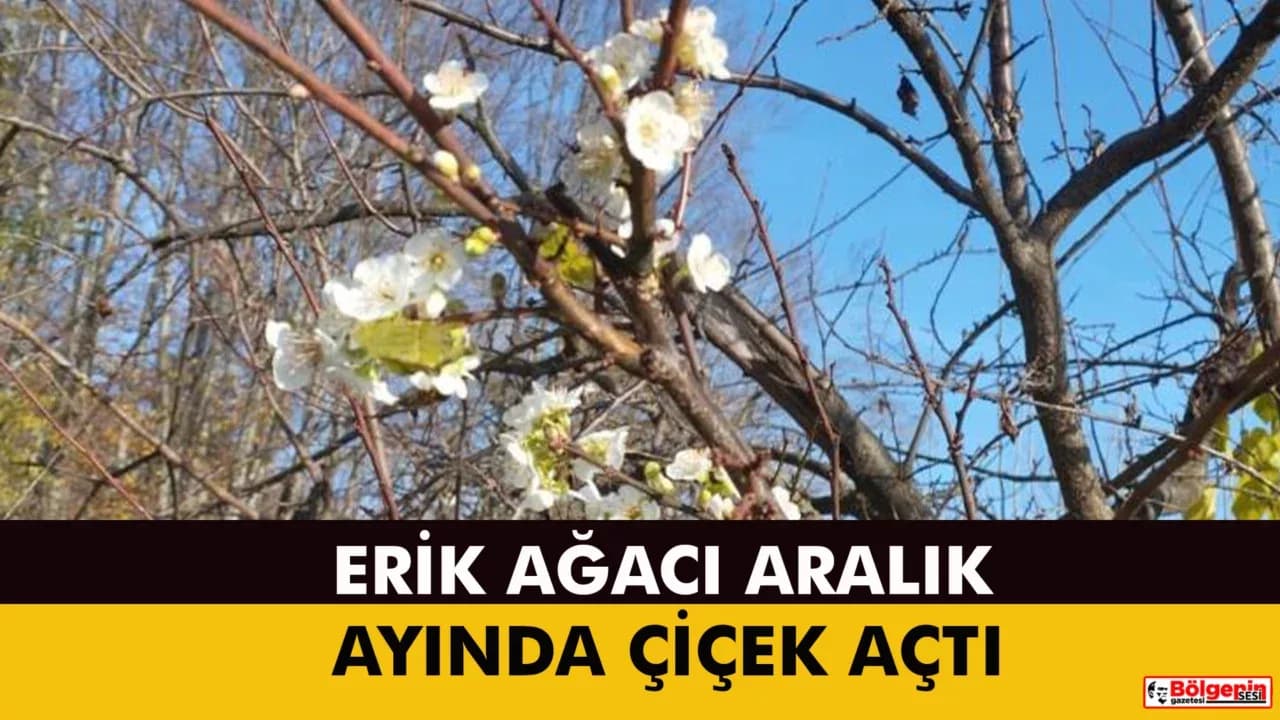 Erik ağacı Aralık ayında çiçek açtı