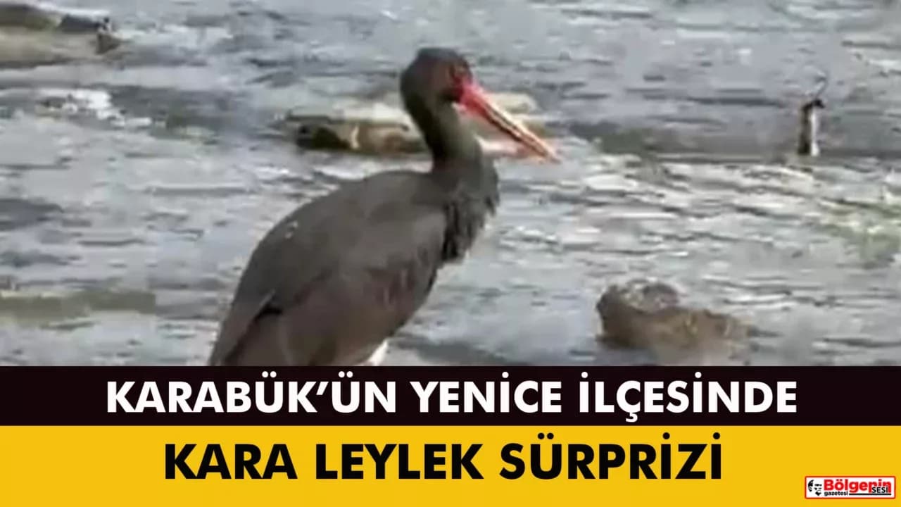Türkiye'de nadir görülen kara leylek Karabük'te görüldü