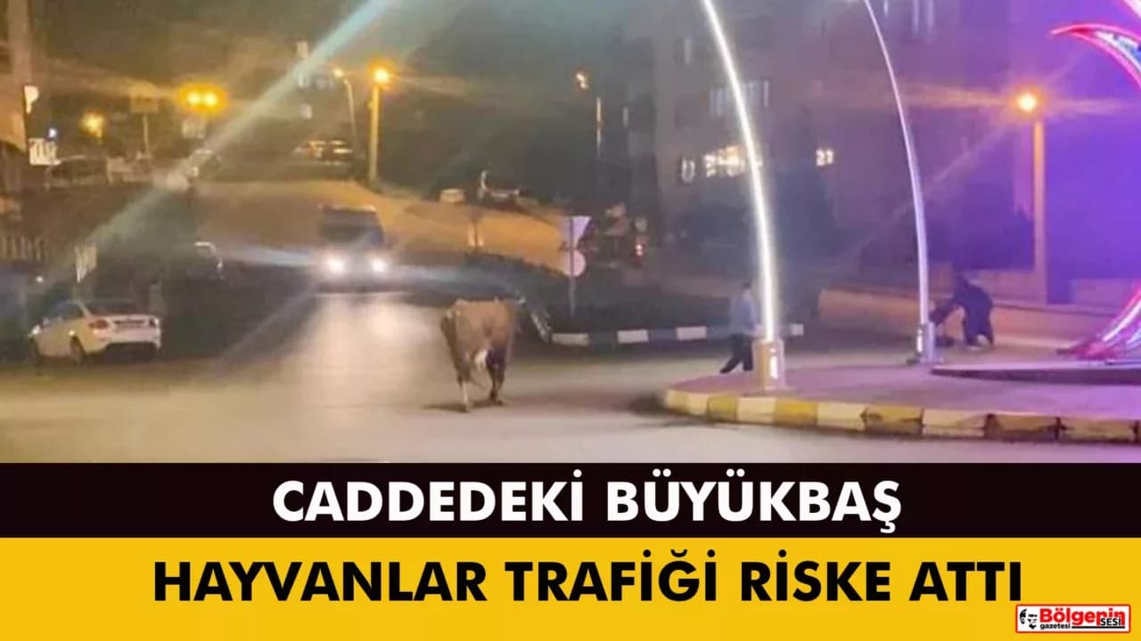 Karabük'te Caddede ilerleyen büyükbaş hayvanlar görüntülendi