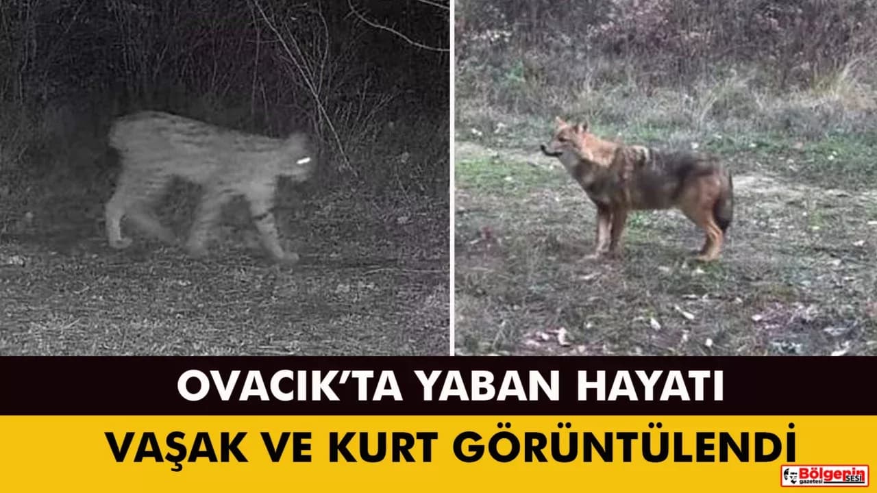 Karabük'te vaşak ve yavrusu ile kurt, fotokapana yansıdı