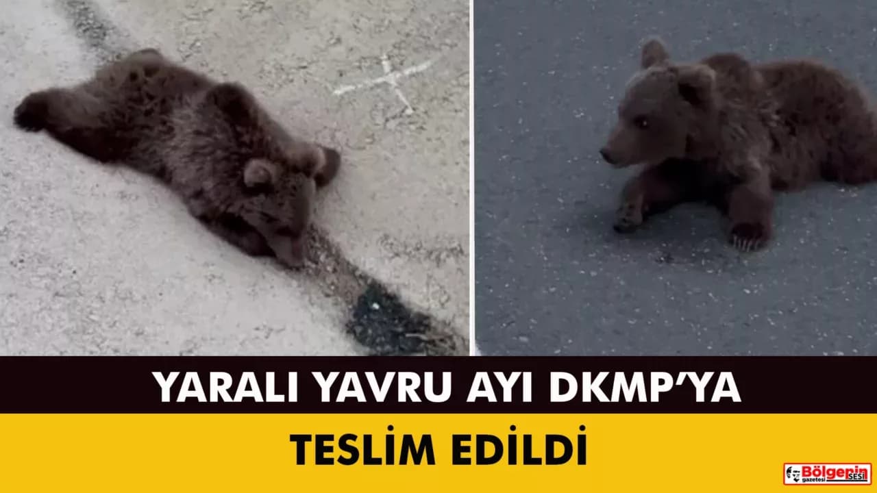 Kara yolundaki yaralı yavru ayı DKMP’ya teslim edildi