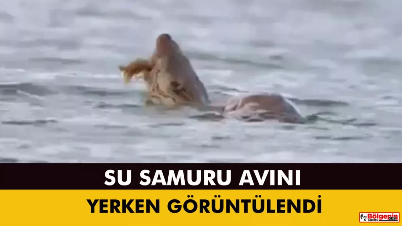 Su samuru avını yerken görüntülendi