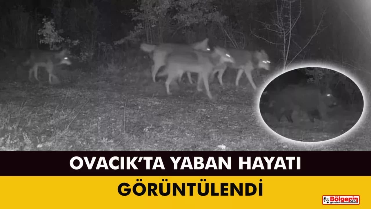 Ovacık'taki yaban hayatı kamerada