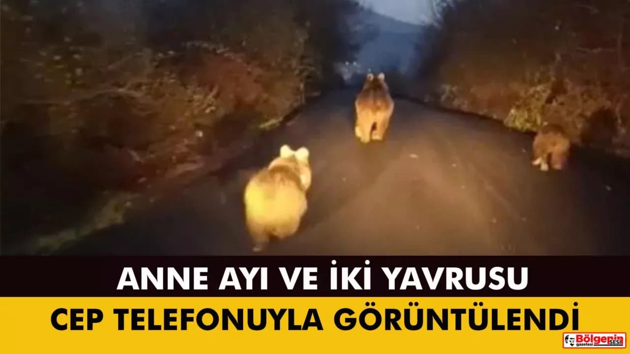 Anne ayı ve yavruları kamerada