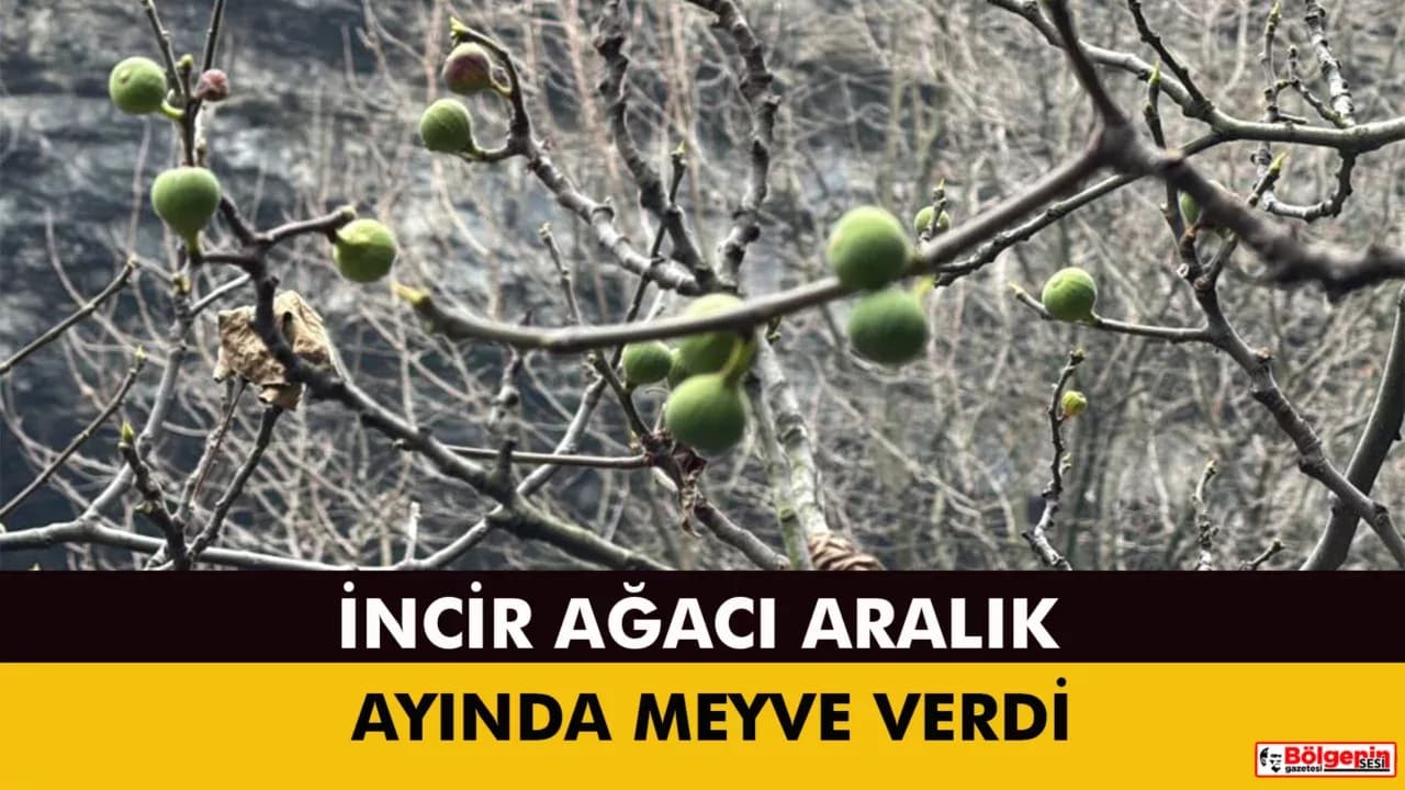 İncir ağacı Aralık ayında yeniden meyve verdi