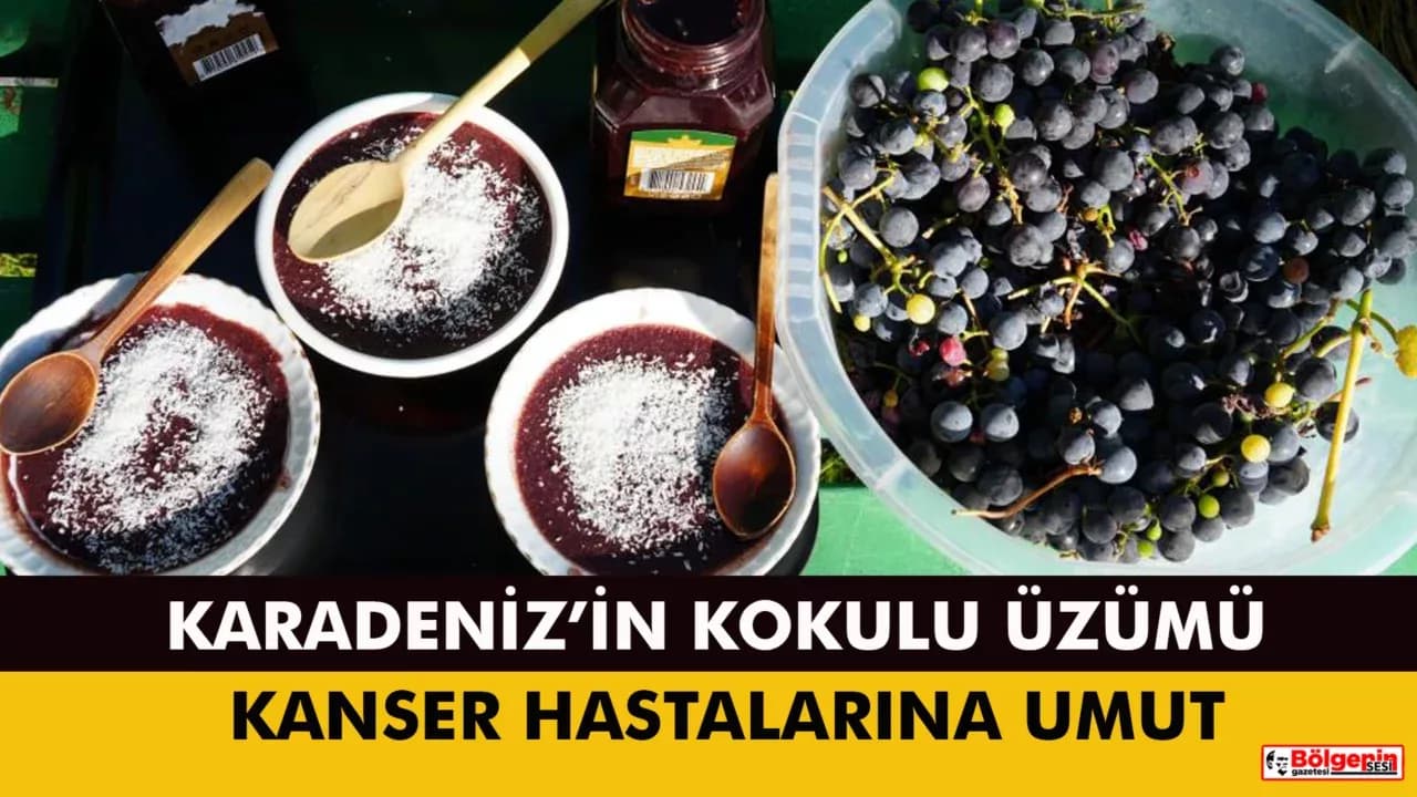 Karadeniz'in Kokulu Üzümü Kanser Hastalarından Yoğun İlgi Görüyor